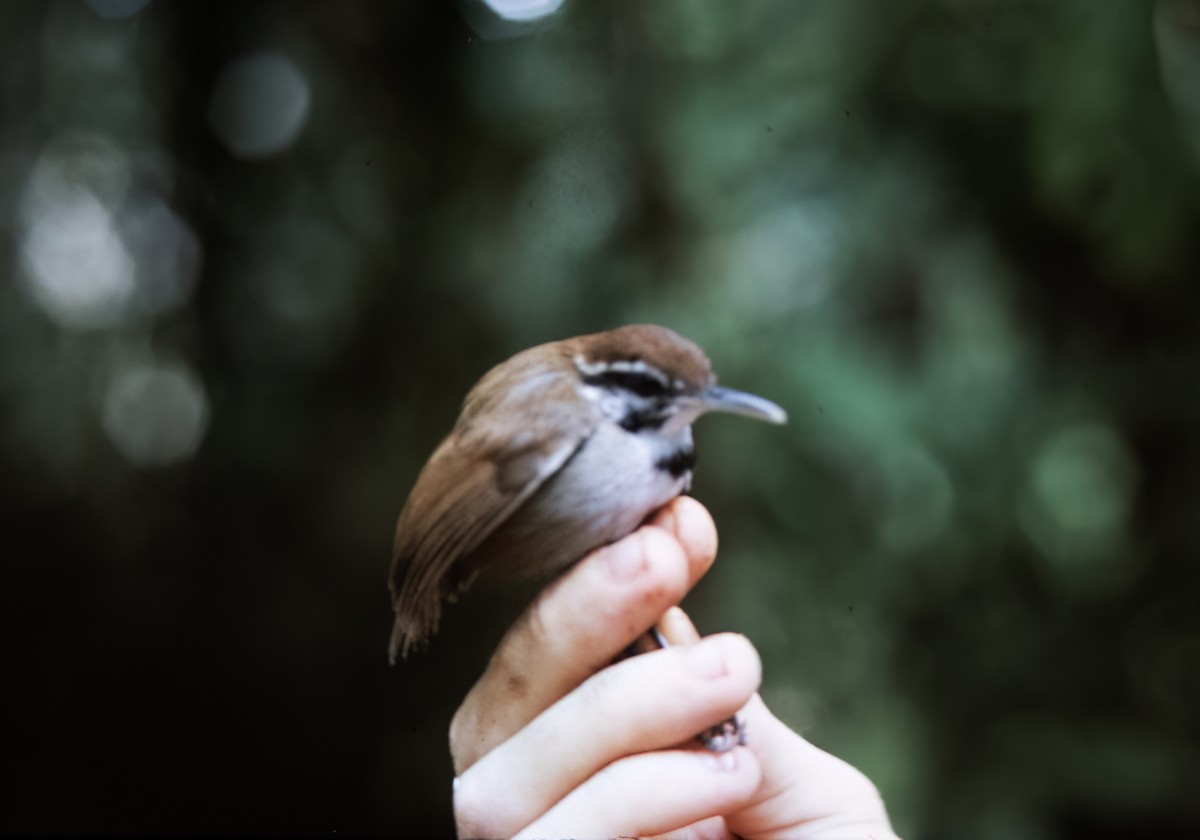 Collared Gnatwren - ML638452383