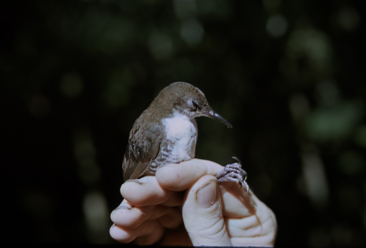 Scaly-breasted Wren - ML638452390
