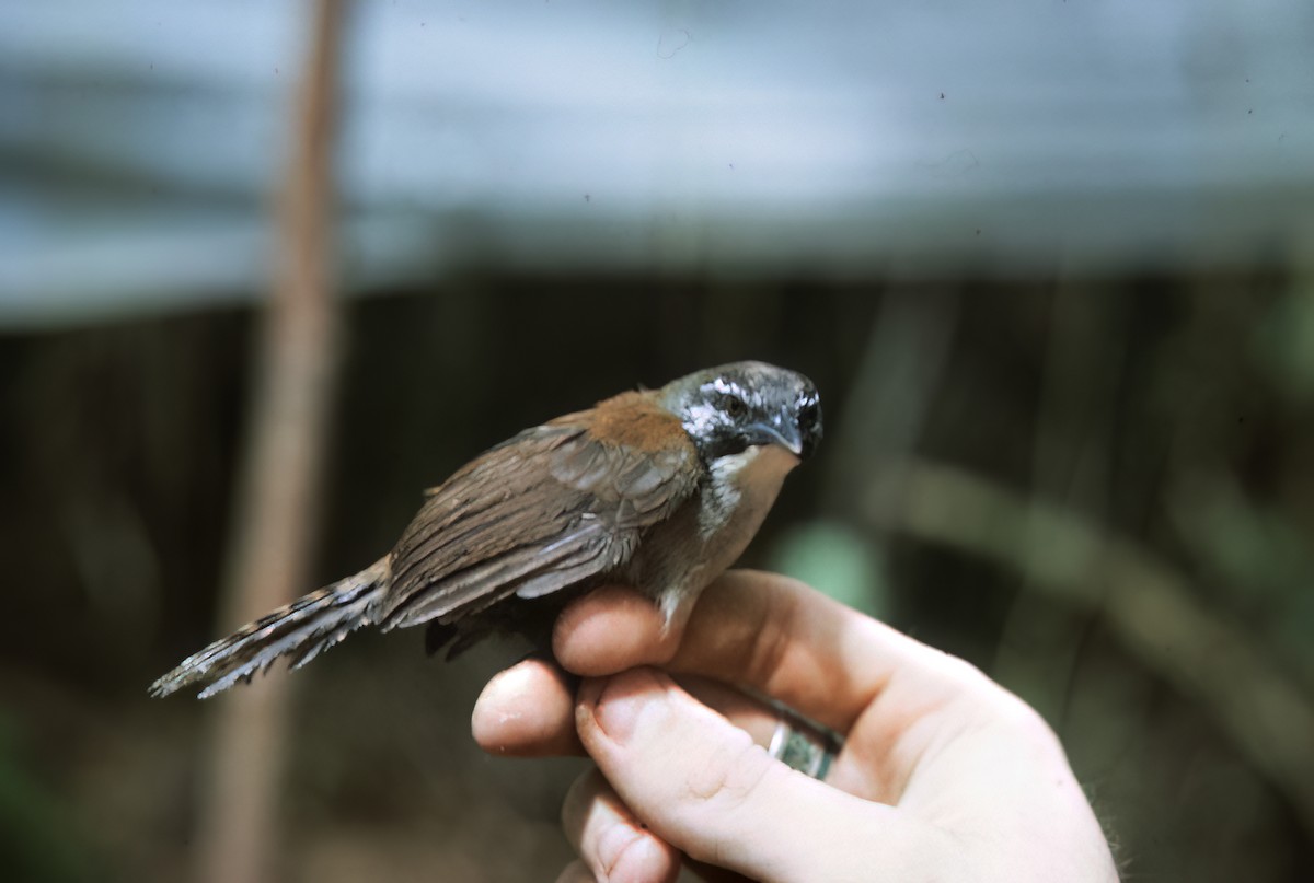 Coraya Wren - ML638452411