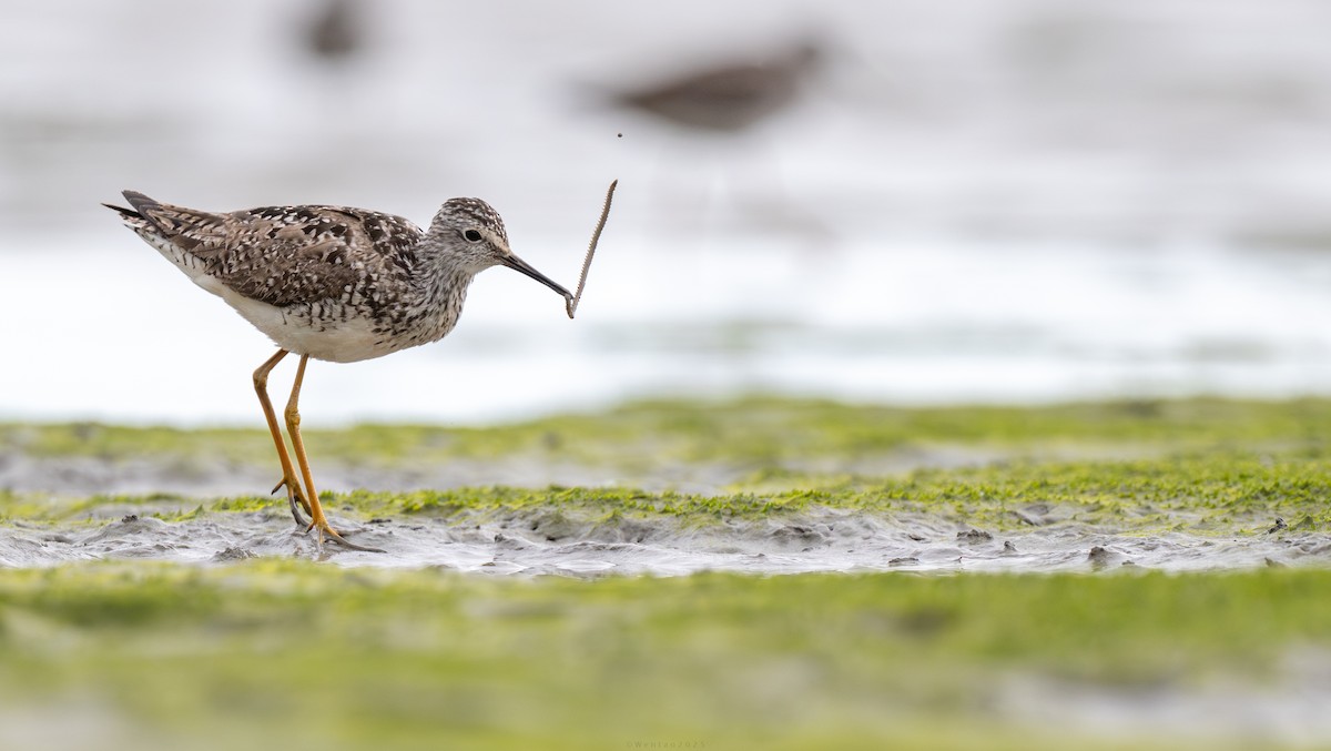 Lesser Yellowlegs - ML638452422