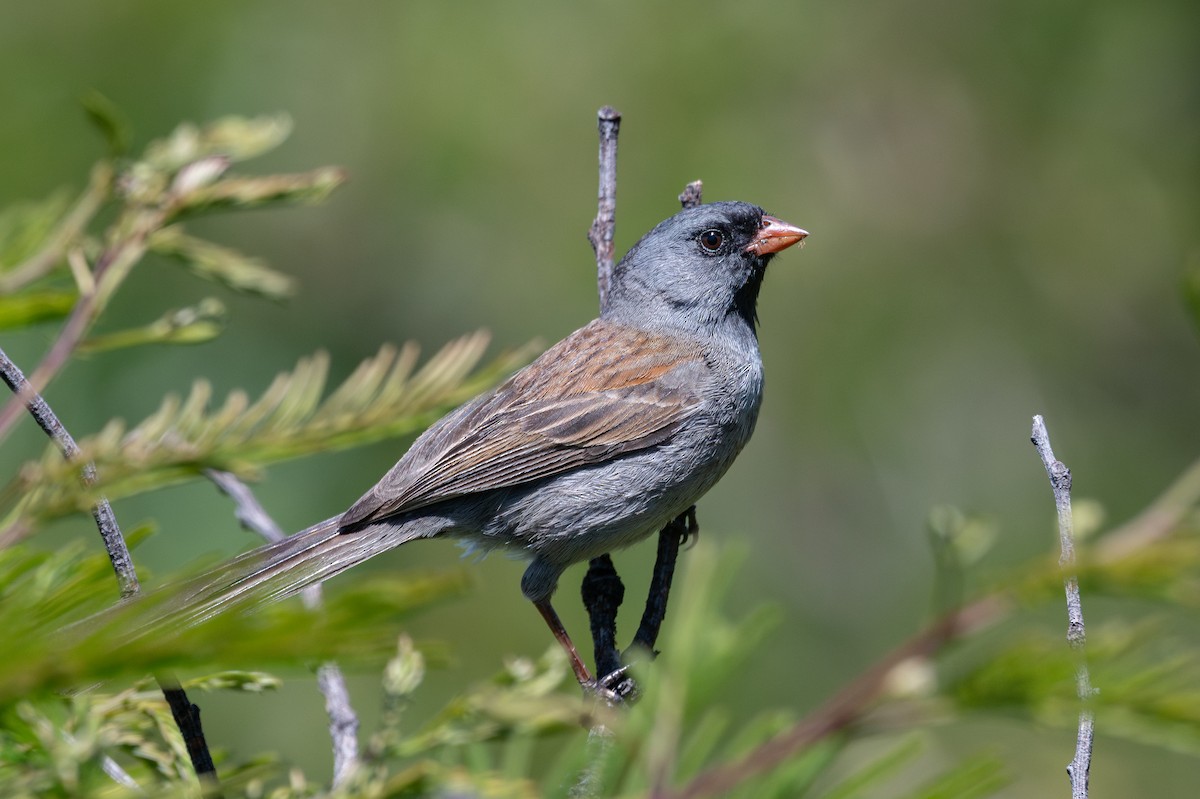 Black-chinned Sparrow - ML638452429