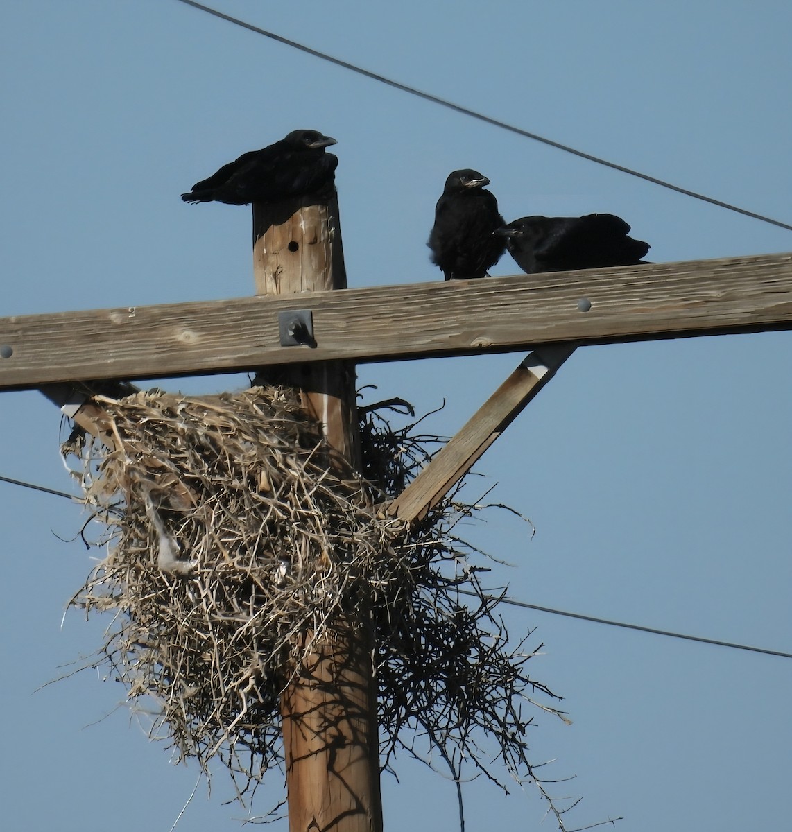 raven sp. - ML638452430
