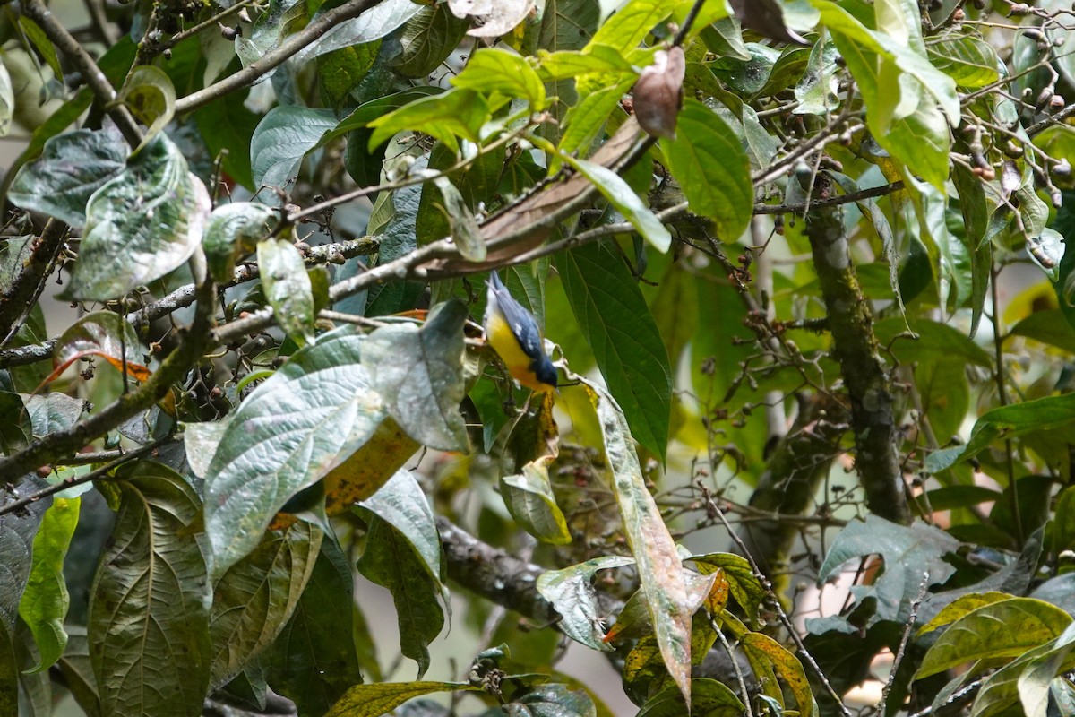 Tropical Parula - ML638452442
