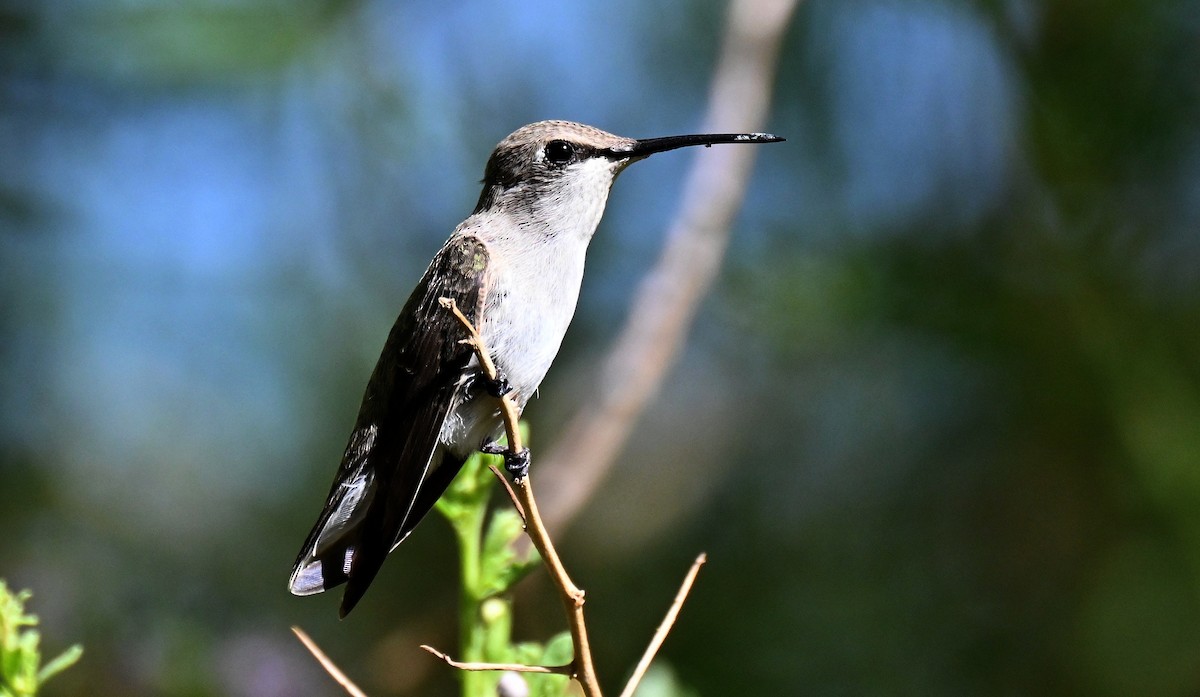 Costa's Hummingbird - ML638452453