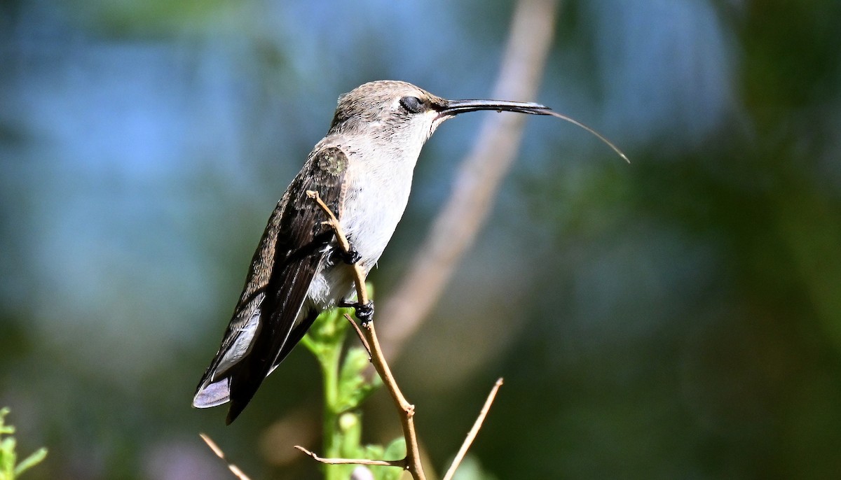 Costa's Hummingbird - ML638452455