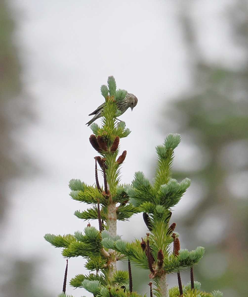 Pine Siskin - ML638452491