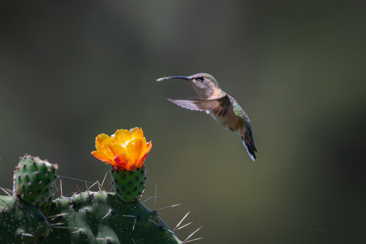 Lucifer Hummingbird - ML638452505