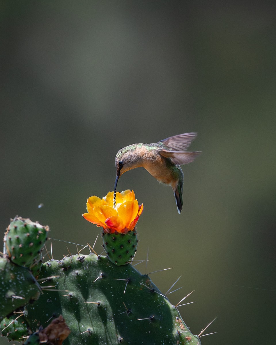 Lucifer Hummingbird - ML638452506