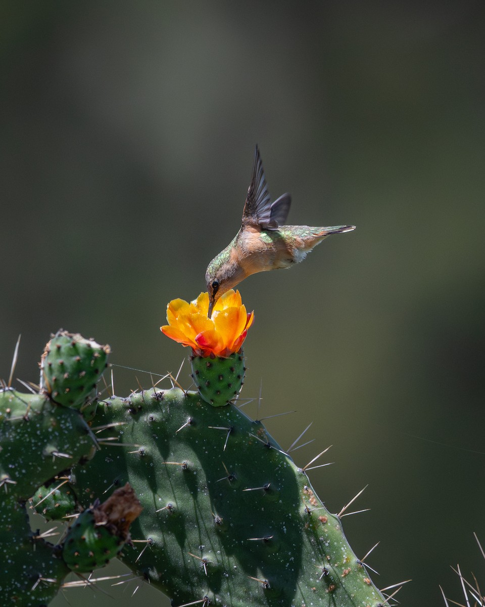 Lucifer Hummingbird - ML638452507