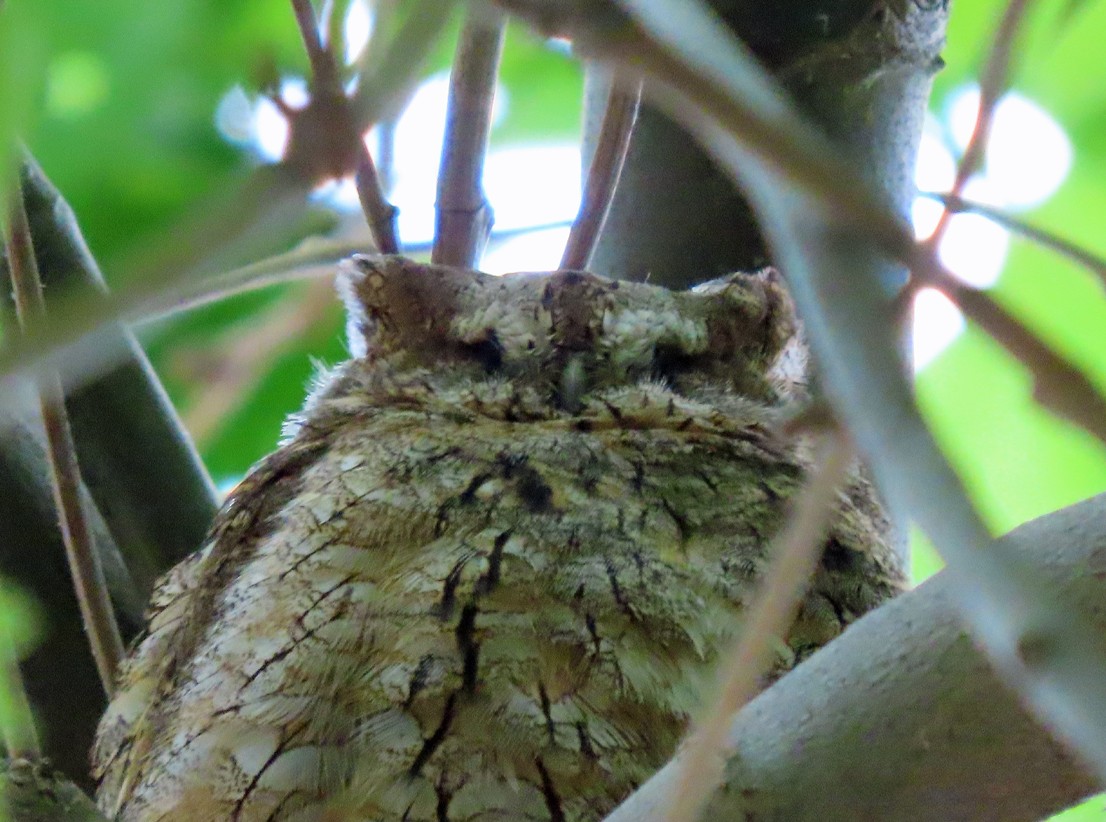 Eurasian Scops-Owl - ML638452560