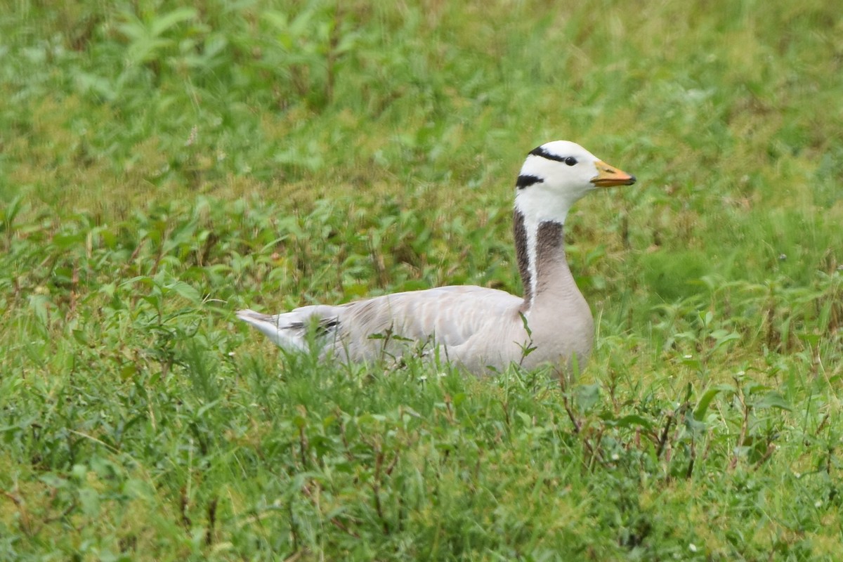 Bar-headed Goose - ML638452665