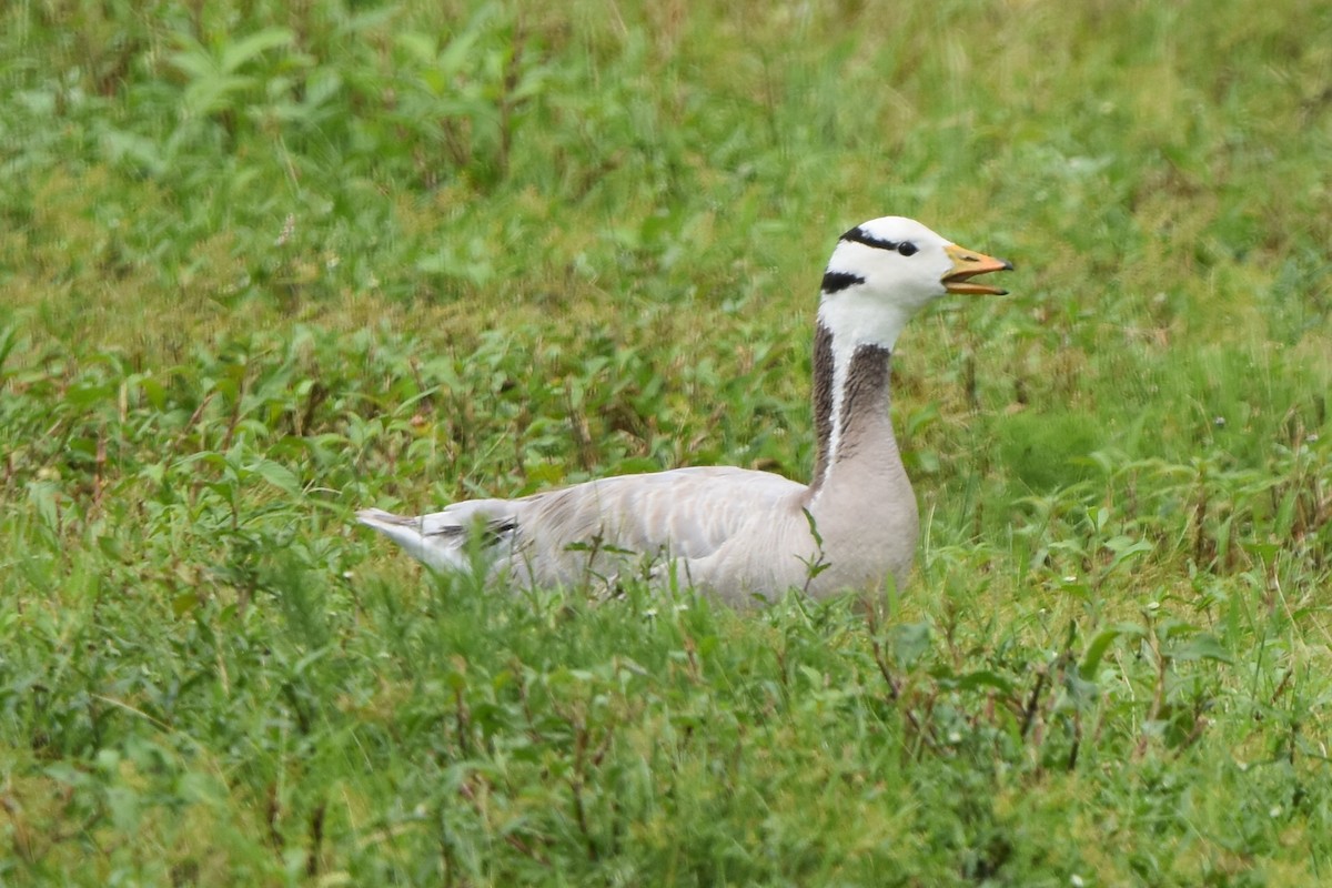 Bar-headed Goose - ML638452666