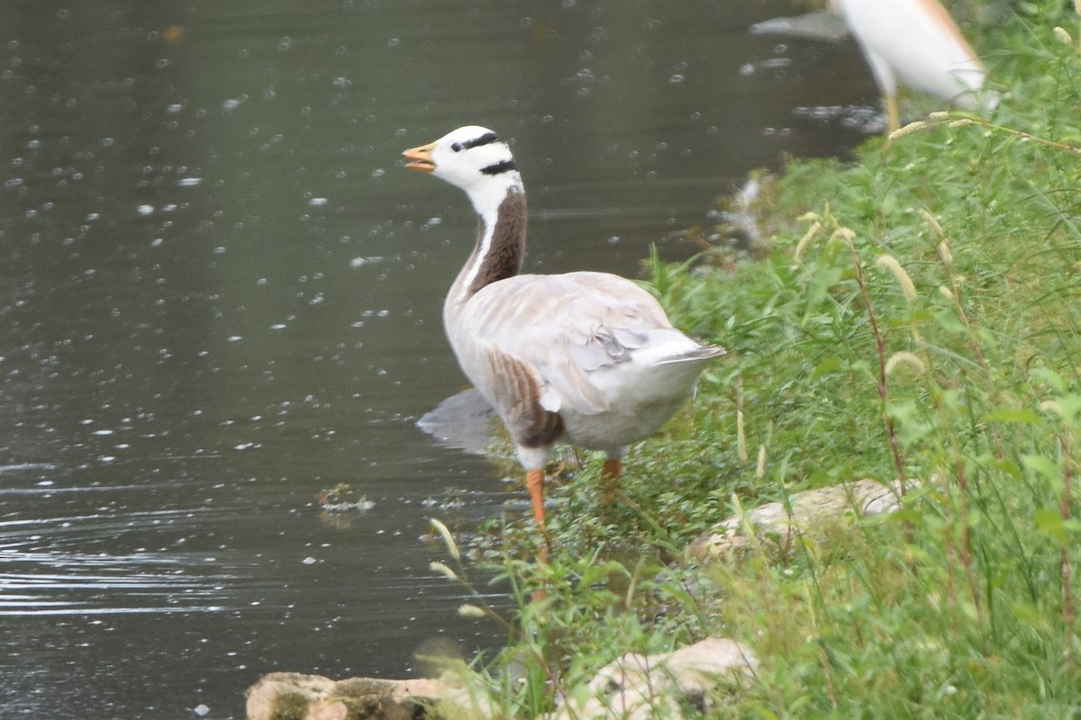 Bar-headed Goose - ML638452669