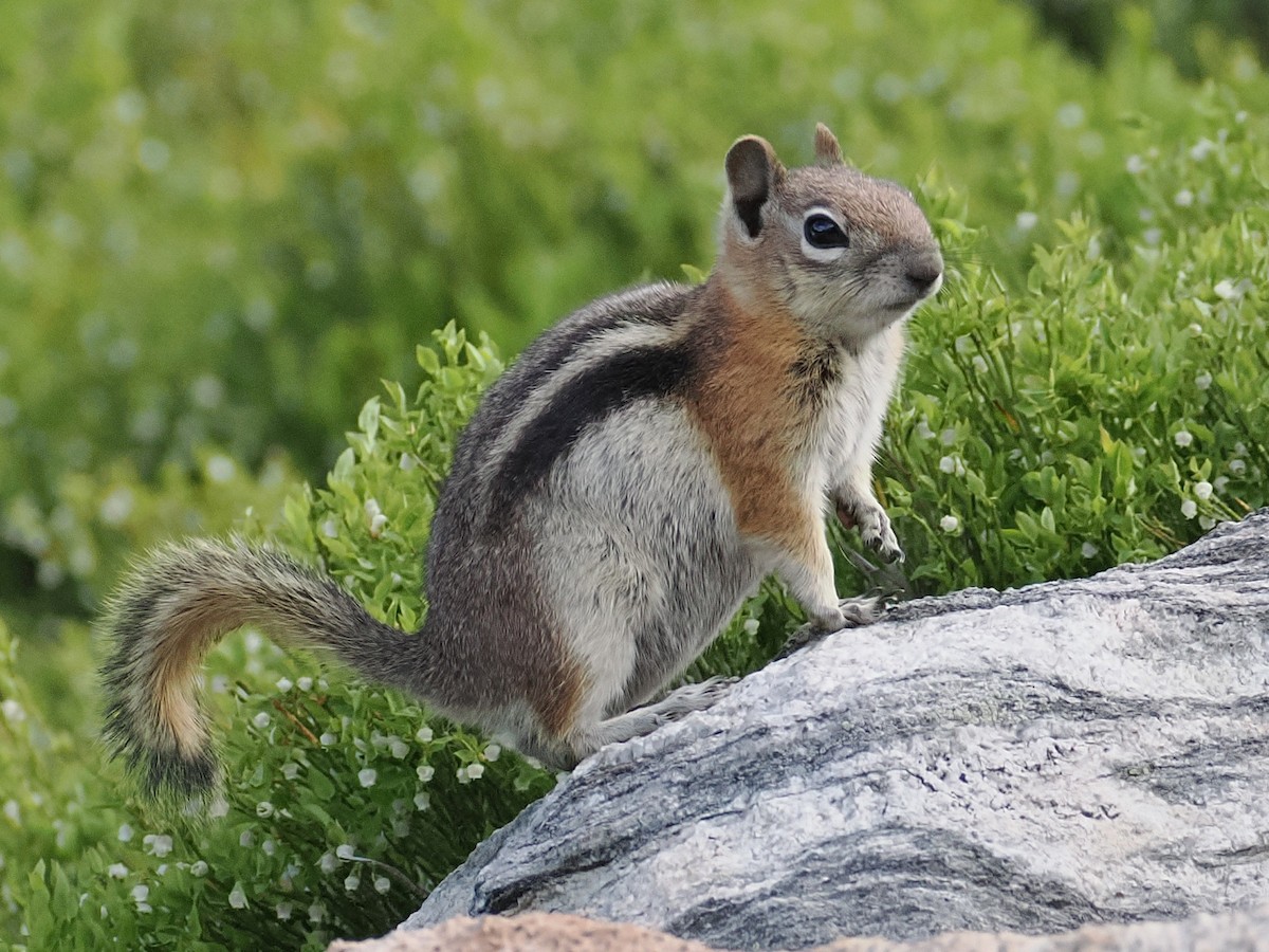 Golden-mantled Ground Squirrel - ML638452733