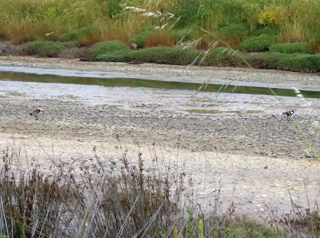 Spur-winged Lapwing - ML638452737