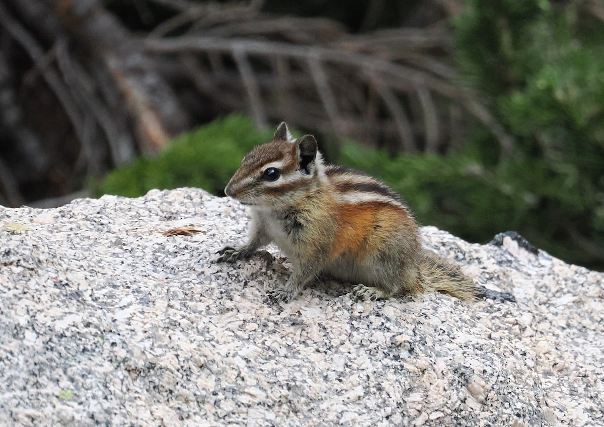 Western Chipmunks - ML638452765
