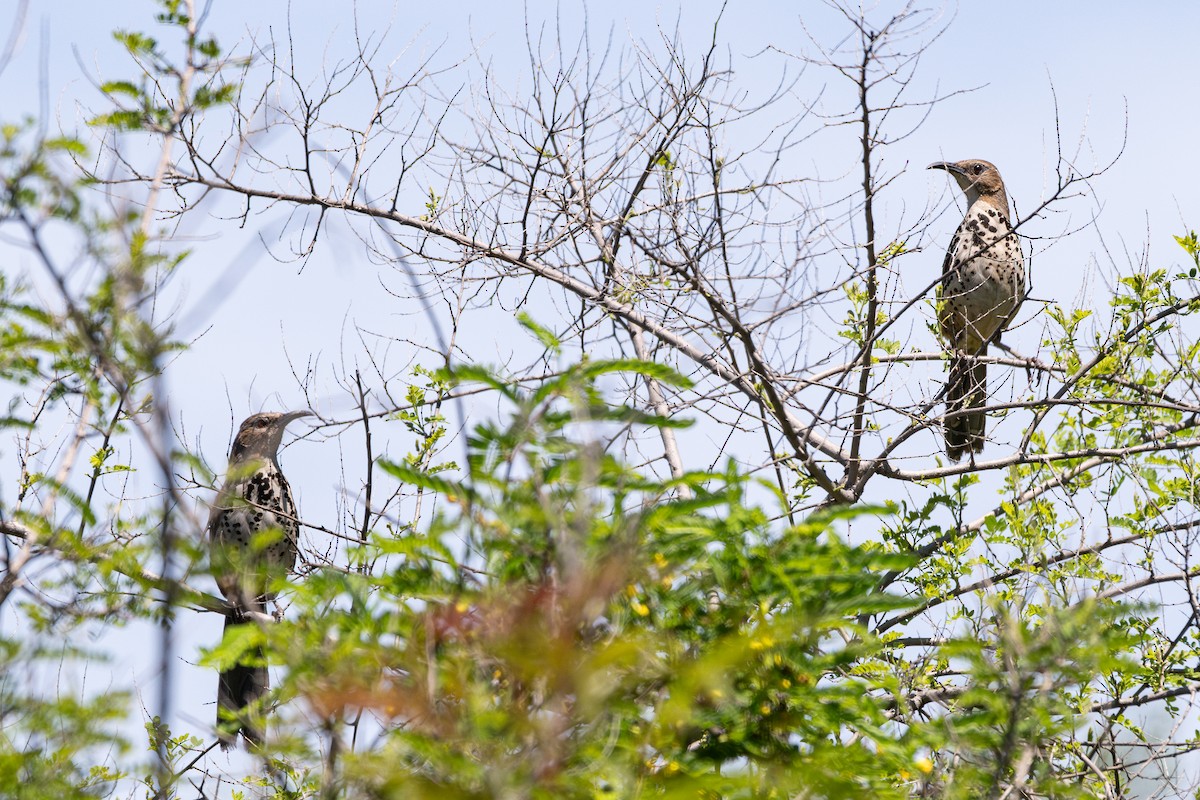Ocellated Thrasher - ML638452768