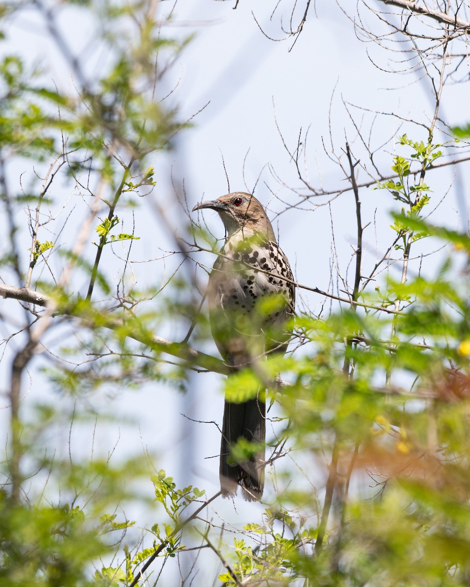 Ocellated Thrasher - ML638452769