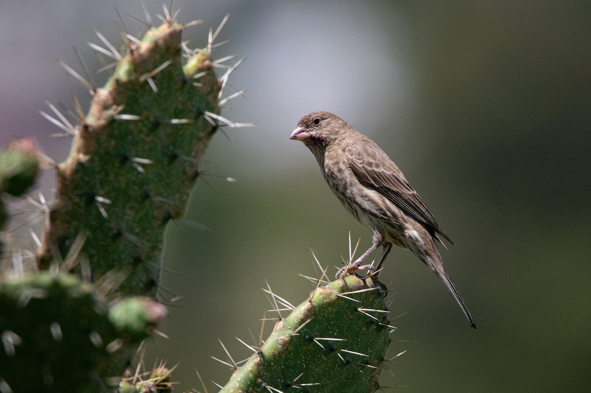 House Finch - ML638452810