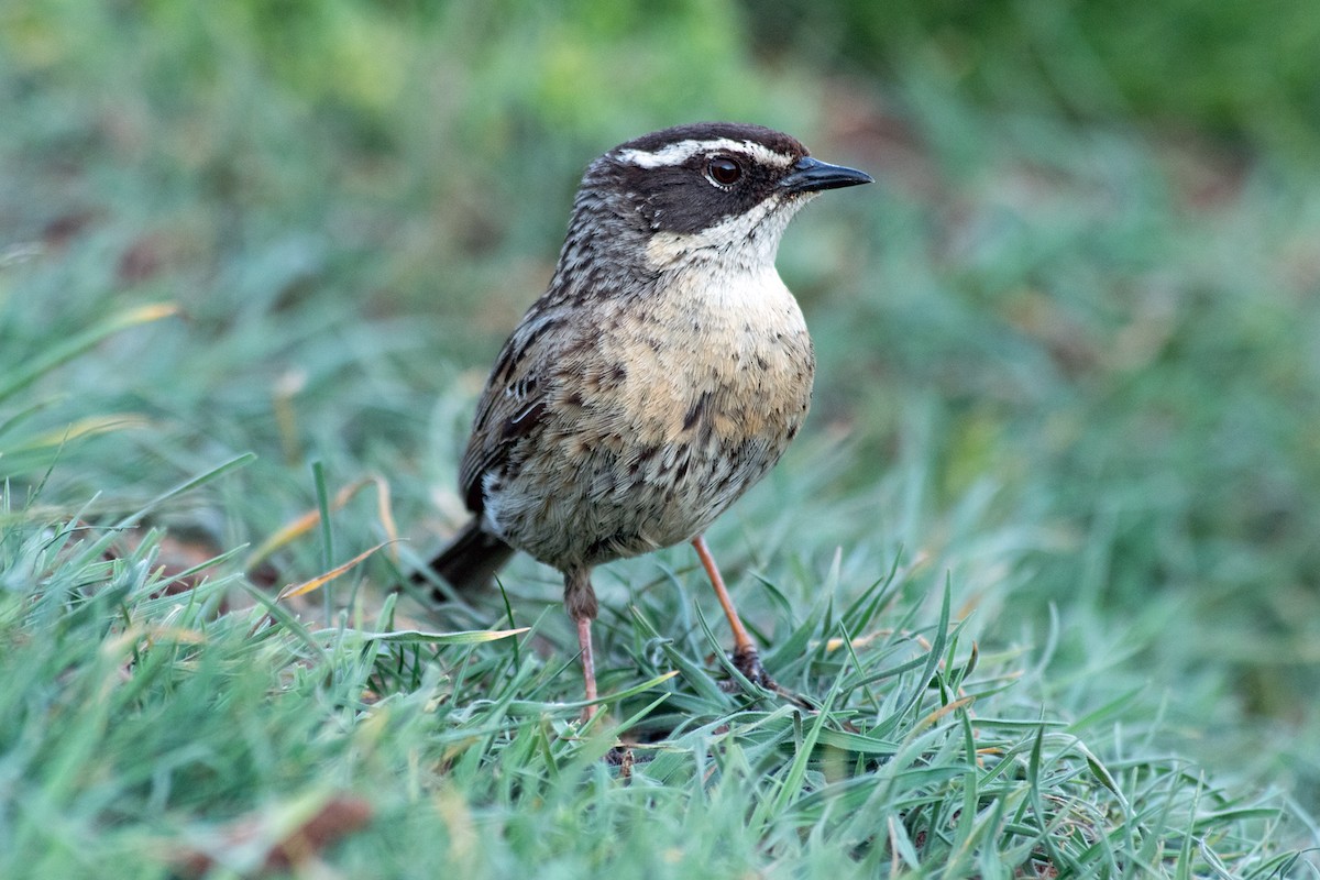 Radde's Accentor (Radde's) - ML638452812