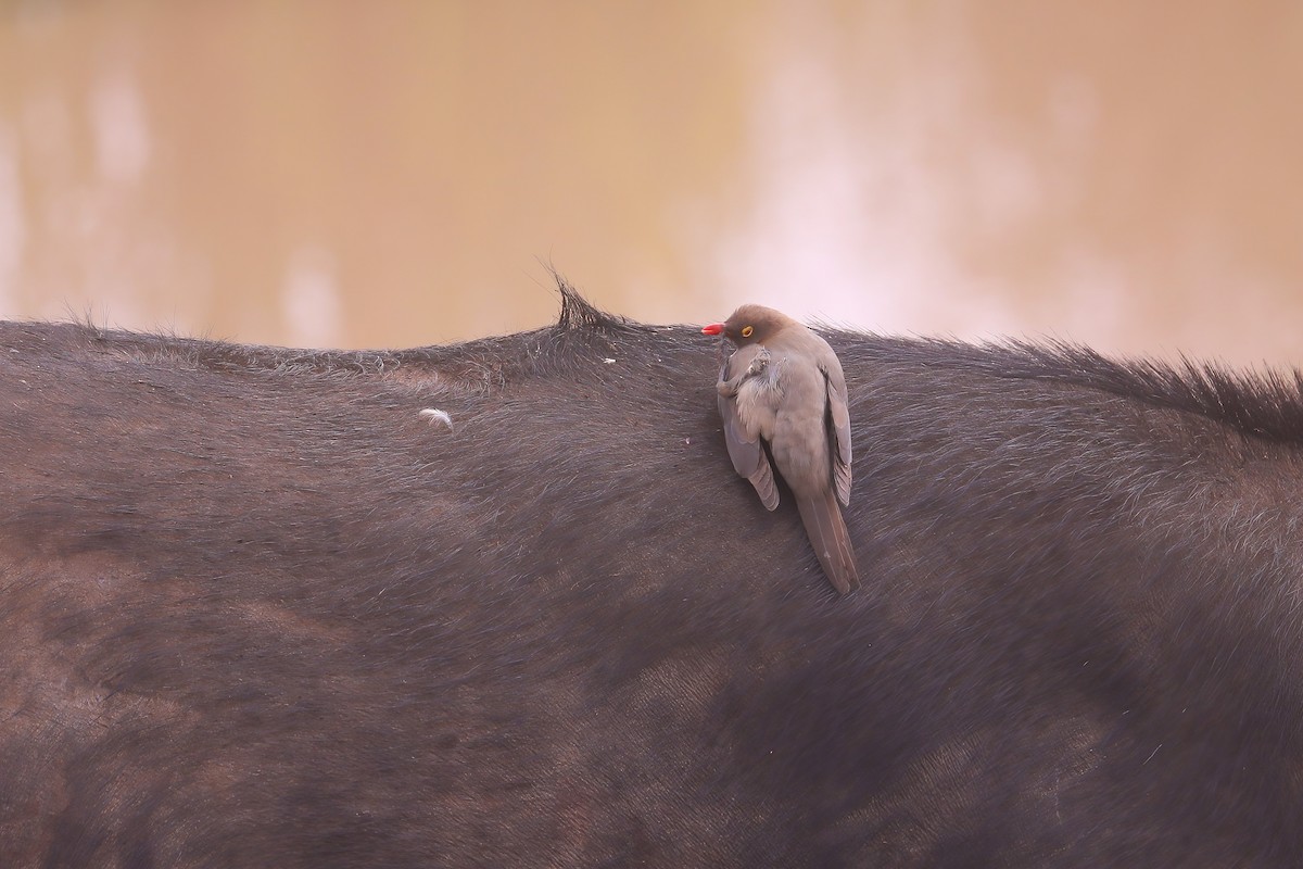Piqueboeuf à bec rouge - ML638452841