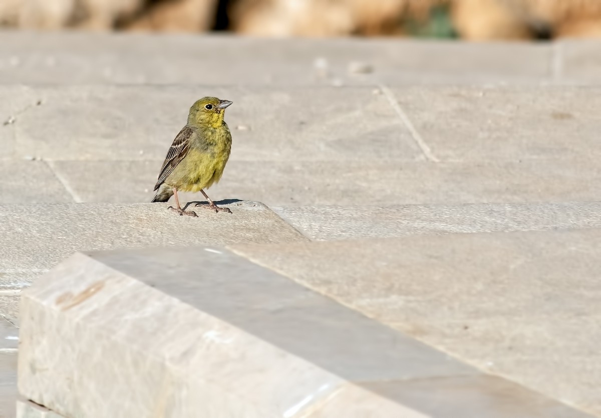 Cinereous Bunting - ML638452919