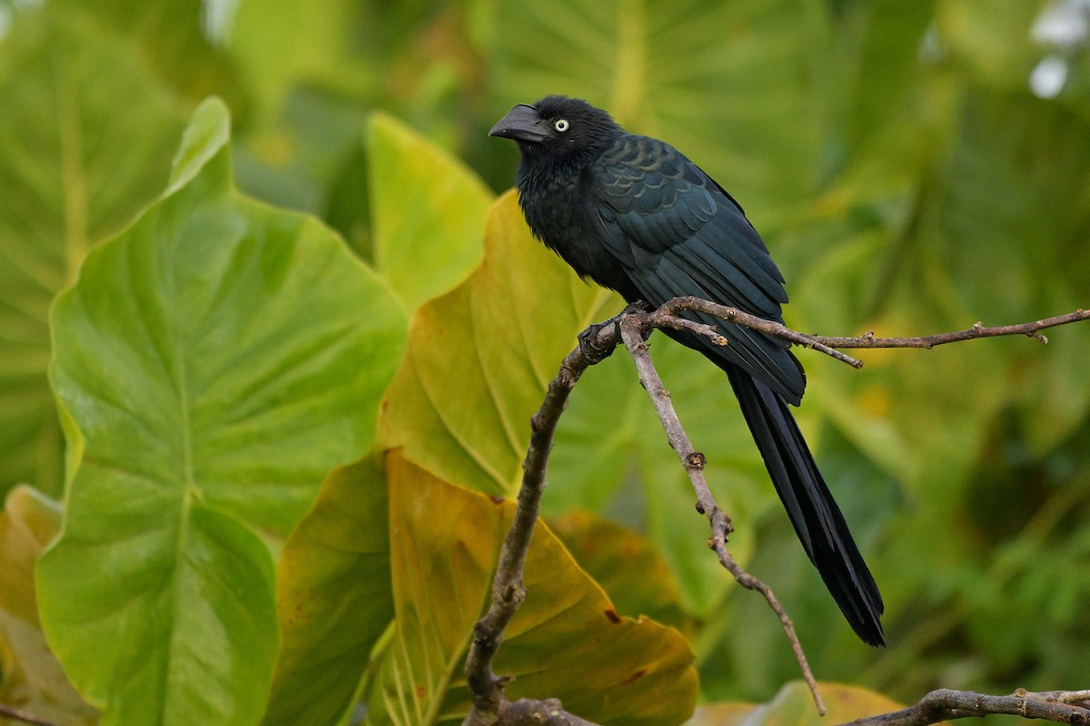 Riesenani - ML638452925