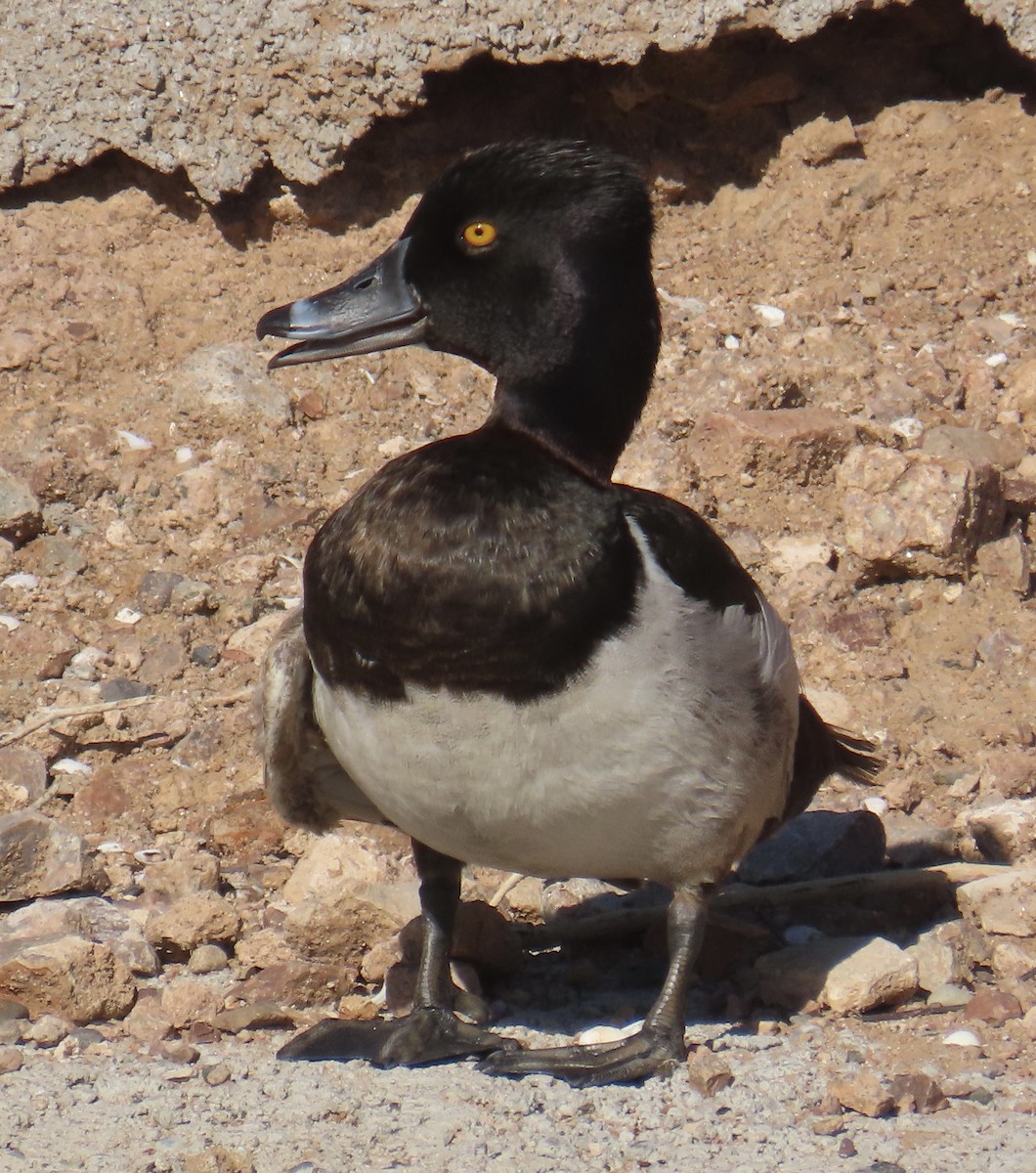 Ring-necked Duck - ML638452931