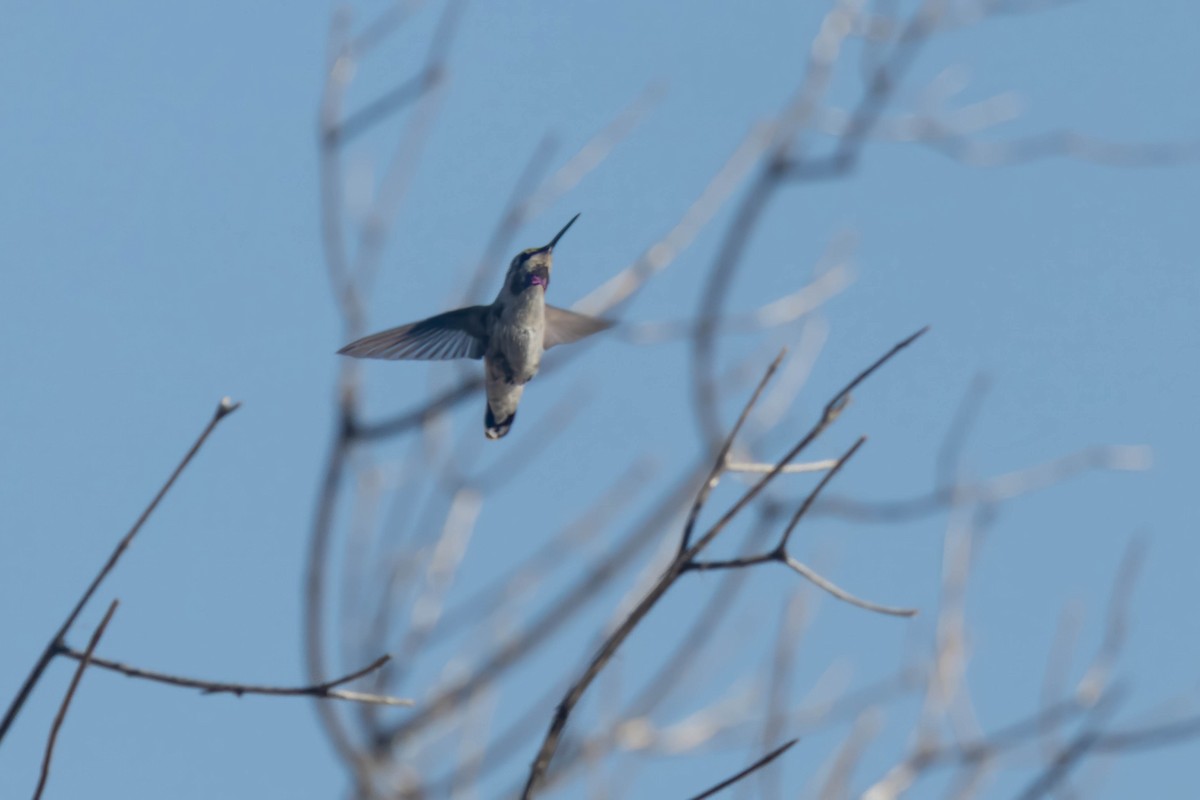Costa's Hummingbird - ML638452936