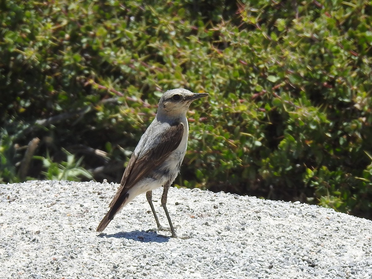 Northern Wheatear - ML638452938