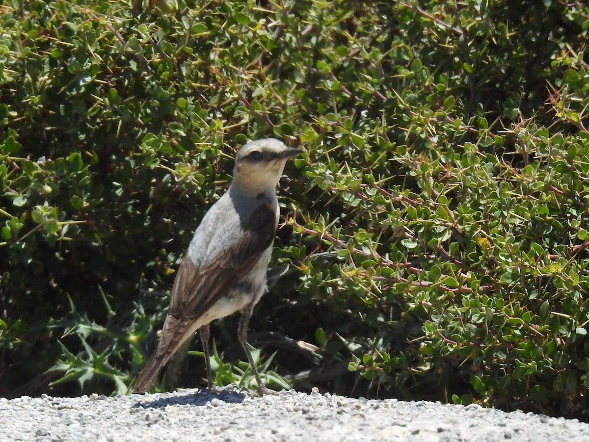 Northern Wheatear - ML638452939