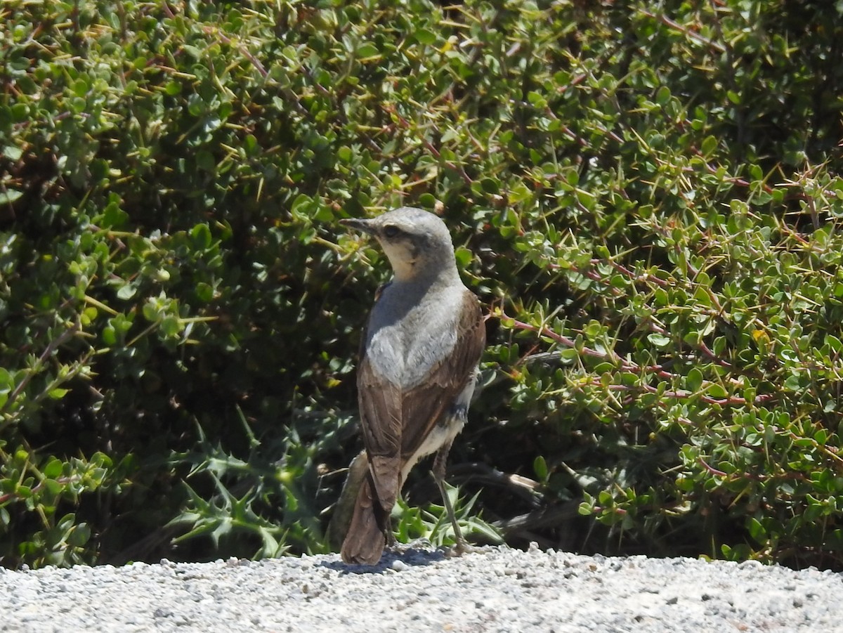 Northern Wheatear - ML638452940