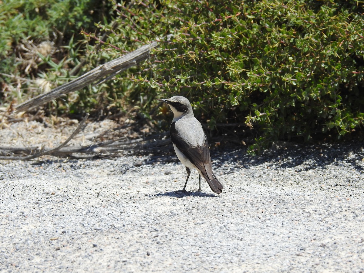Northern Wheatear - ML638452941