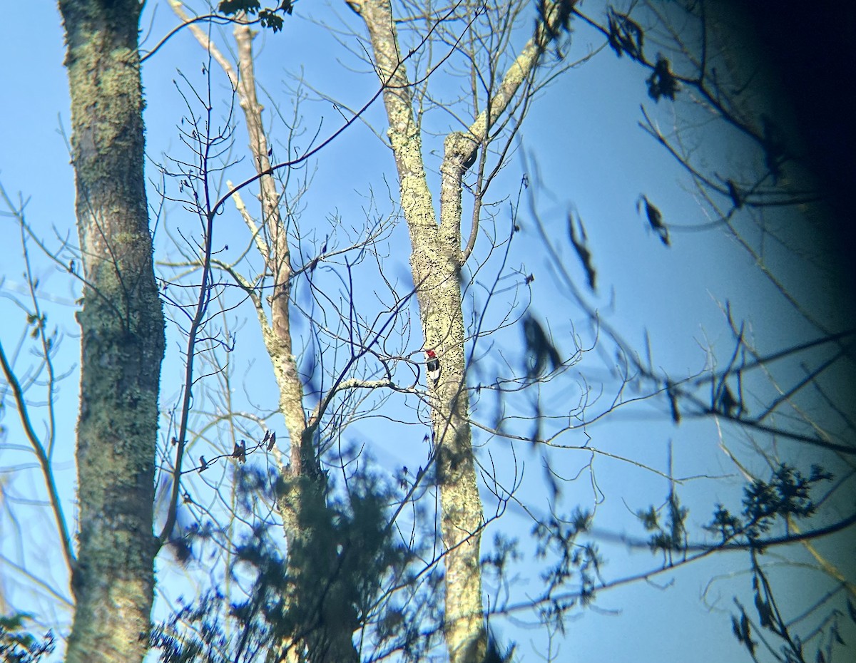 Red-headed Woodpecker - ML638452944