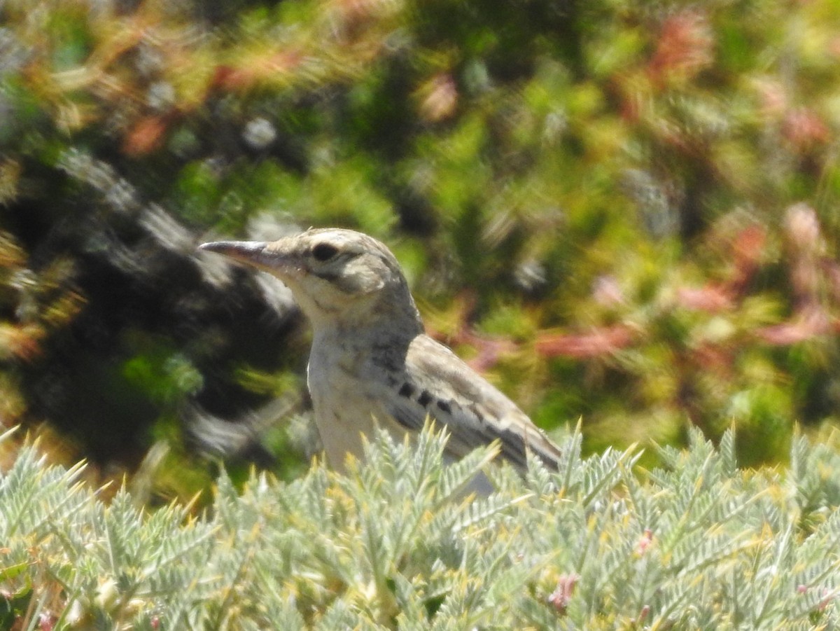 Tawny Pipit - ML638452952