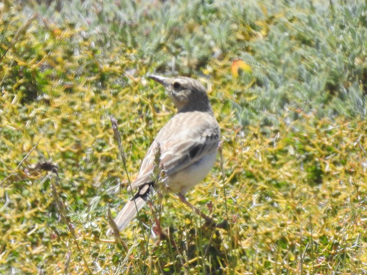 Tawny Pipit - ML638452953