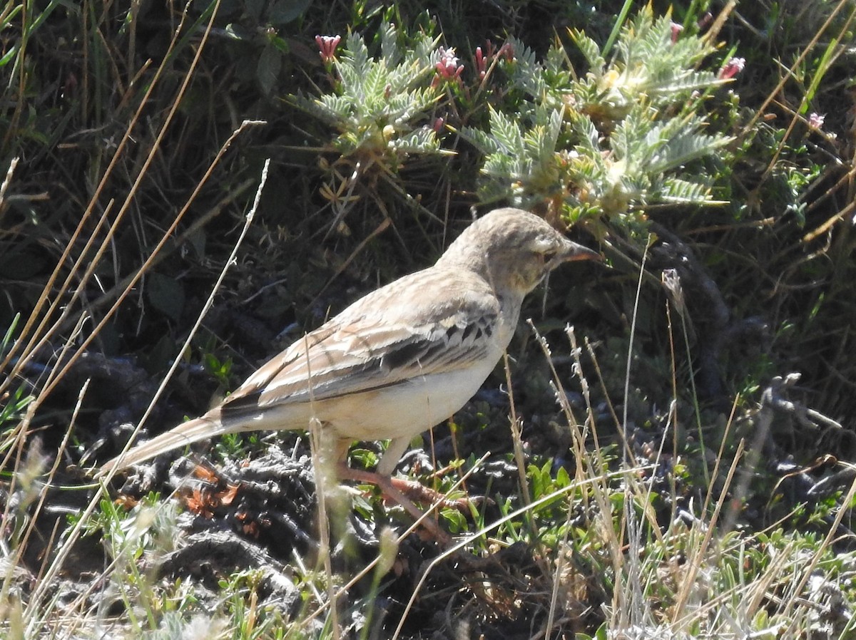 Tawny Pipit - ML638452954