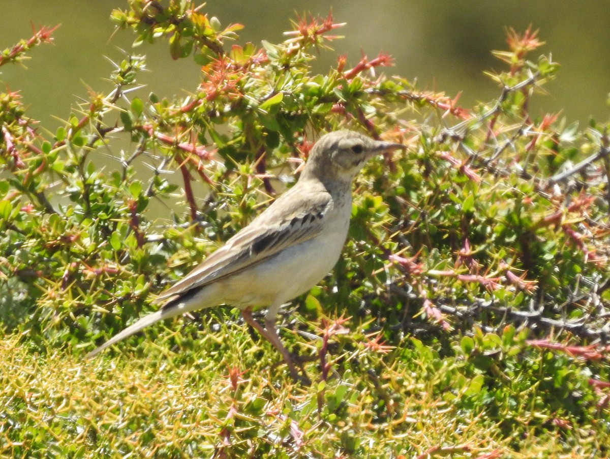 Tawny Pipit - ML638452955