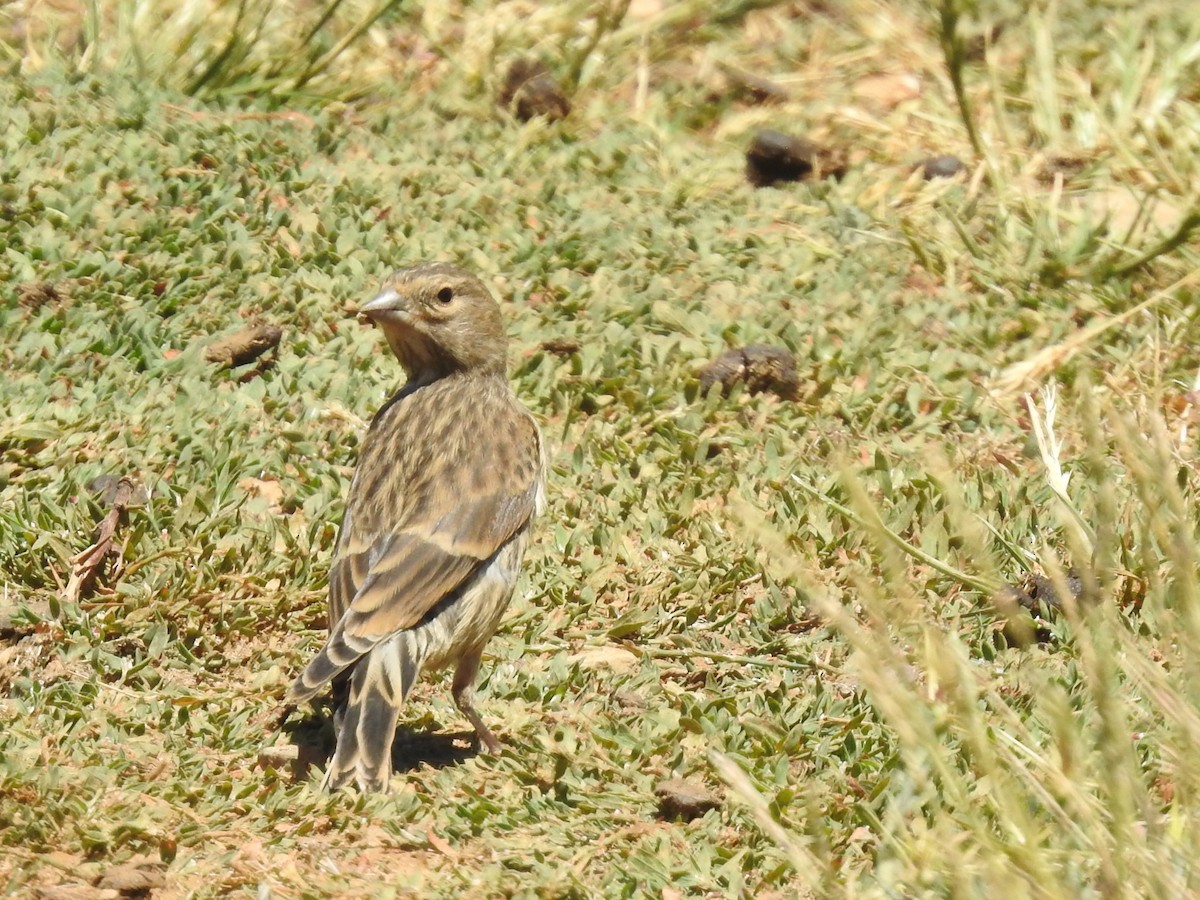 Eurasian Linnet - ML638452976