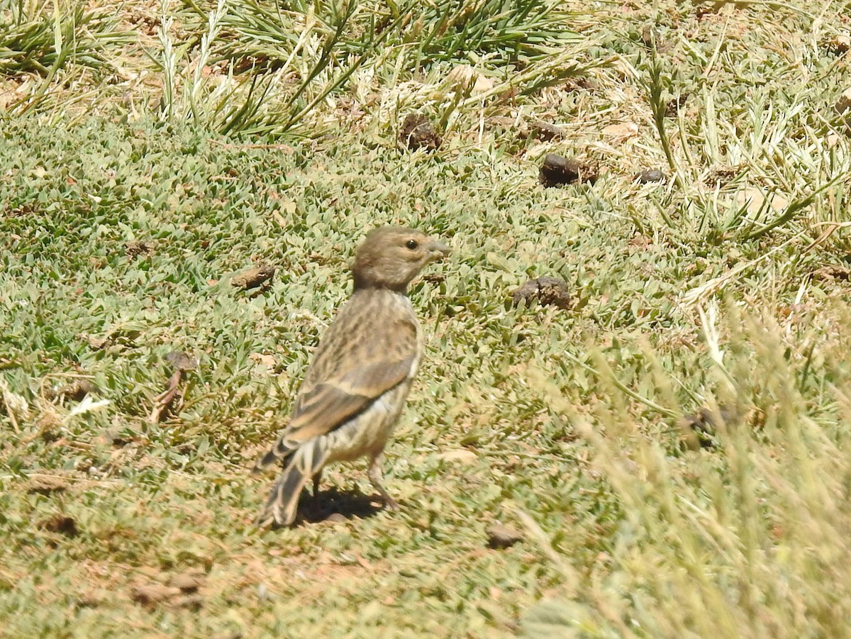 Eurasian Linnet - ML638452977
