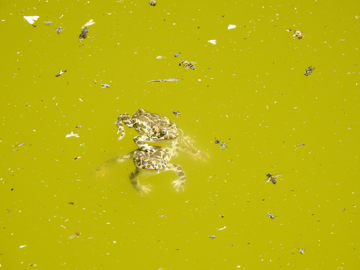 Green Toad - ML638452997