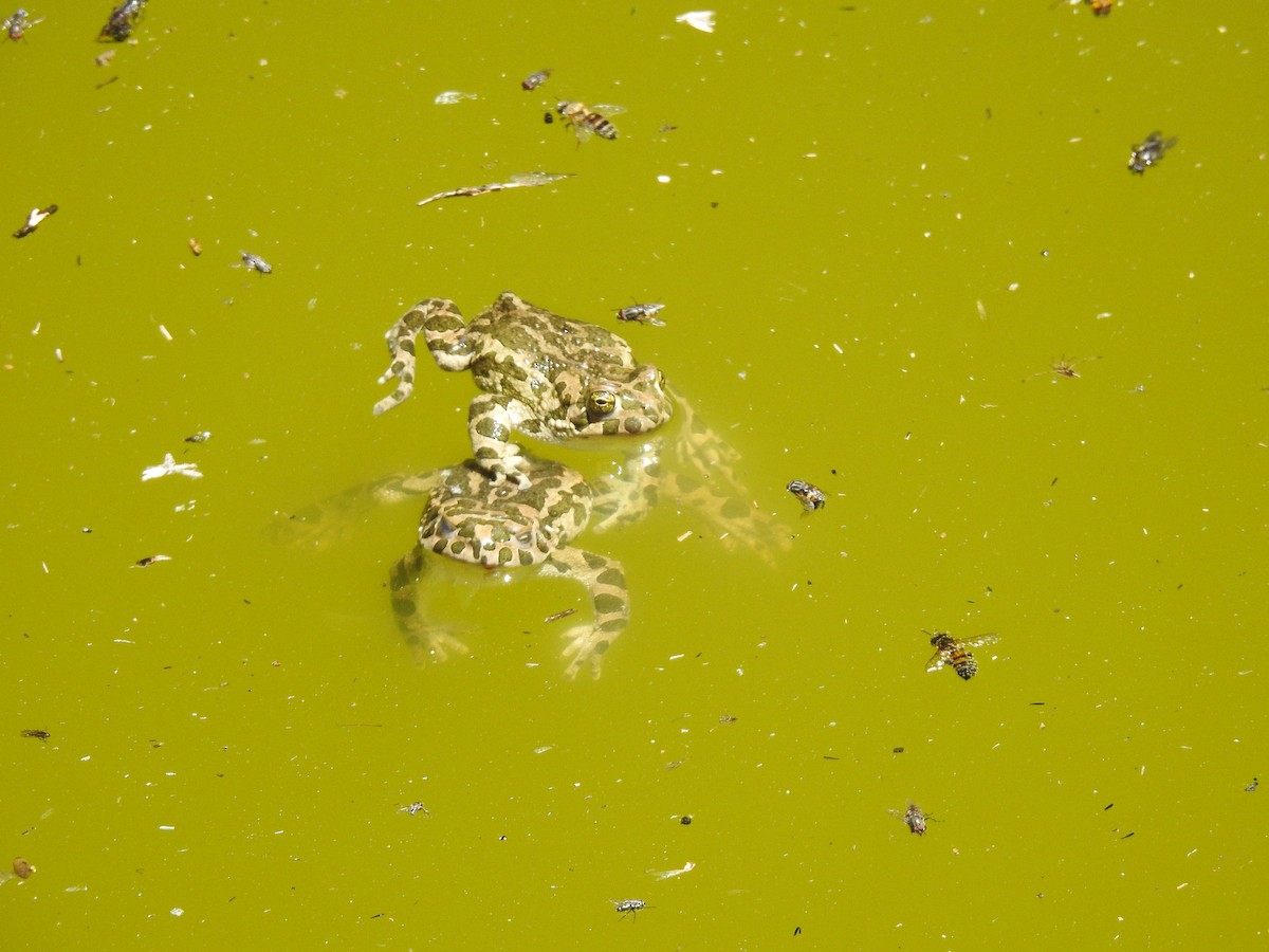 Green Toad - ML638452998