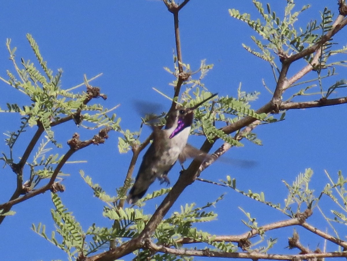 Costa's Hummingbird - ML638453010