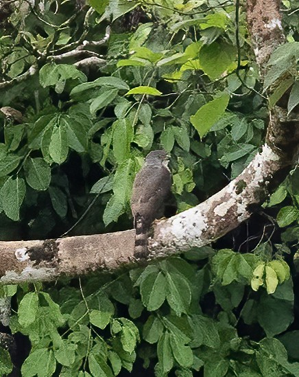 Crested Goshawk - ML638453014