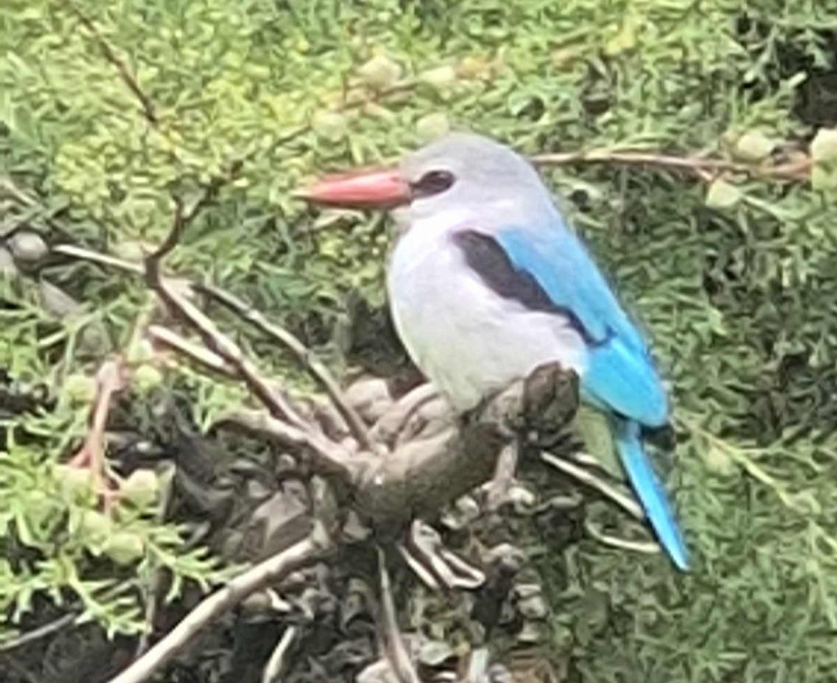 Woodland Kingfisher - ML638453053