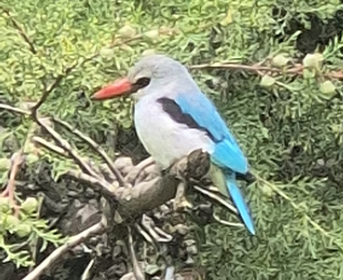 Woodland Kingfisher - ML638453055