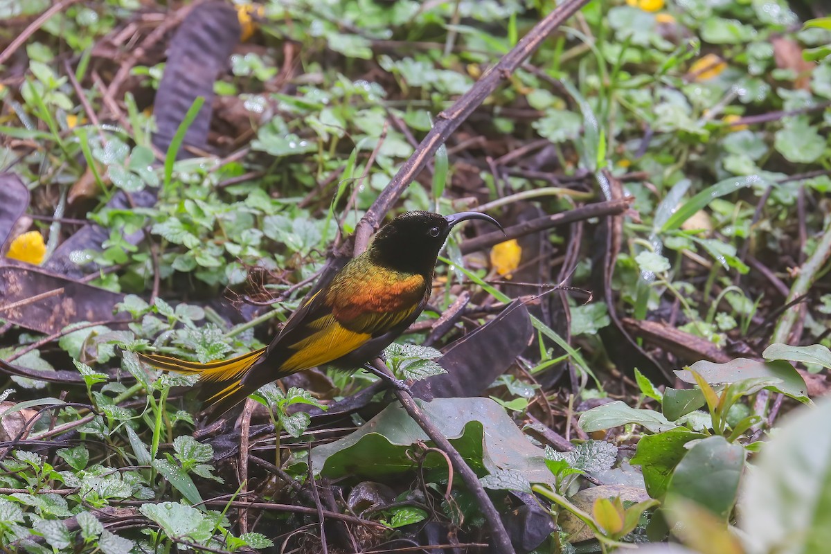Souimanga à ailes dorées - ML638453058