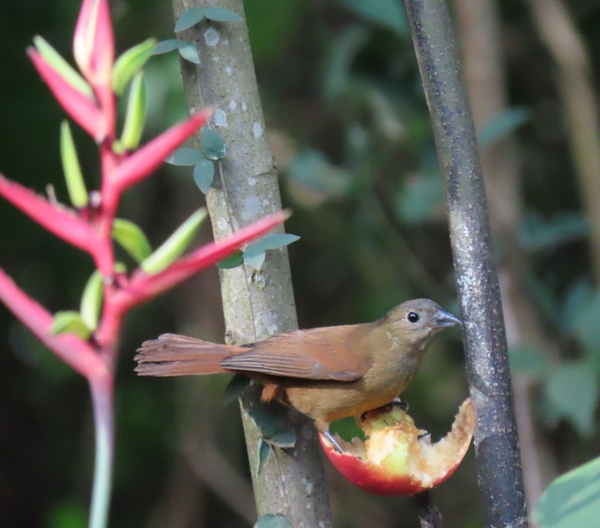 Ruby-crowned Tanager - ML638453070