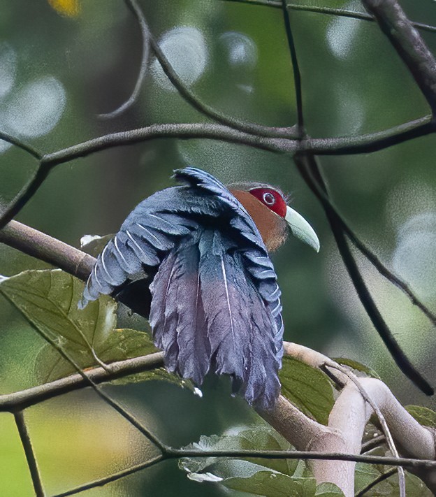 Chestnut-breasted Malkoha - ML638453095
