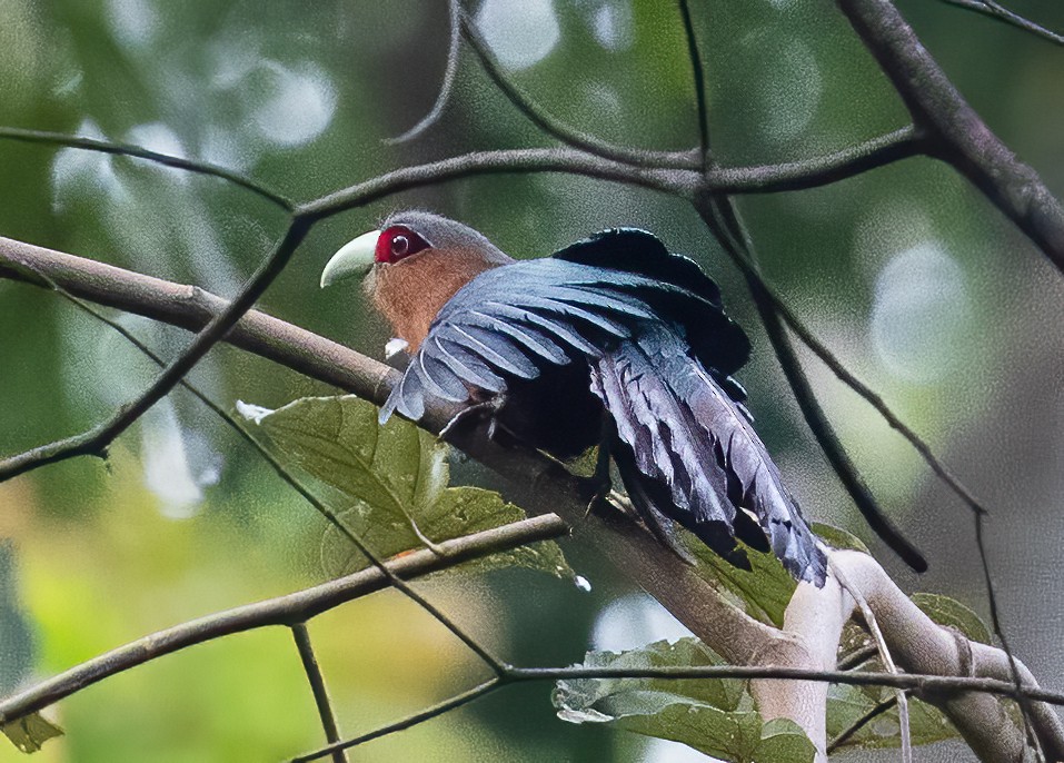 Chestnut-breasted Malkoha - ML638453096